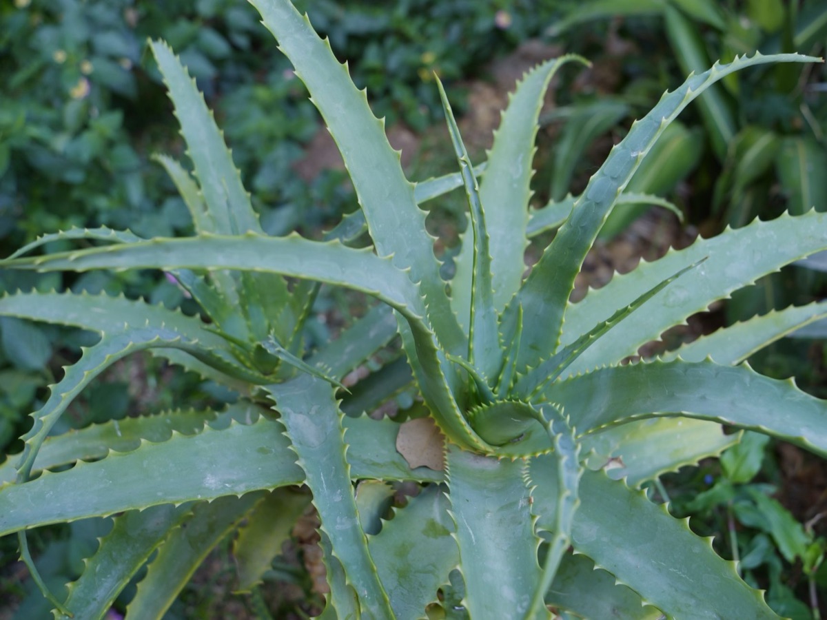 Natürliche Inhaltsstoffe wie Aloe Vera und Grüntee für Clean Beauty