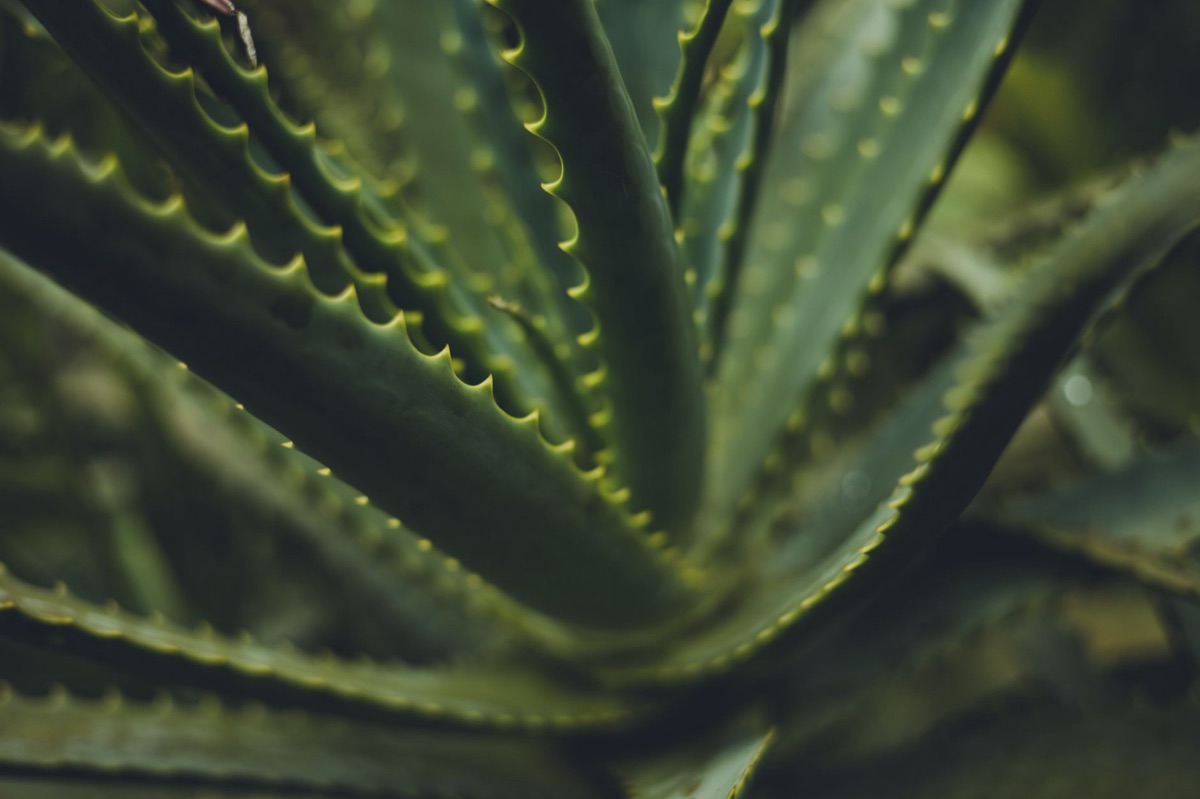 Ingredienti naturali per la bellezza pulita e sostenibile