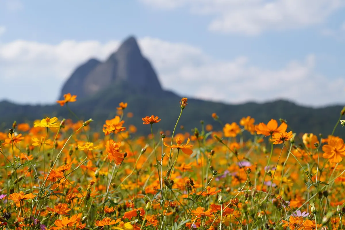 maisan provincial park, wildflowers, orange flowers, meadow, field, south korea, jinan county, nature, landscape, wildflowers, orange flowers, orange flowers, s