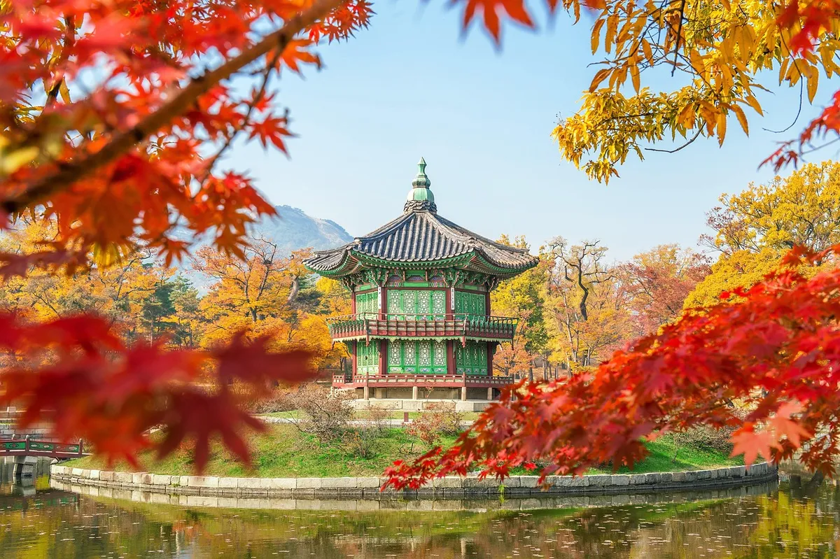 韓国、自然、木、景福宮、ソウル、南韓、紅葉、葉、土、砂