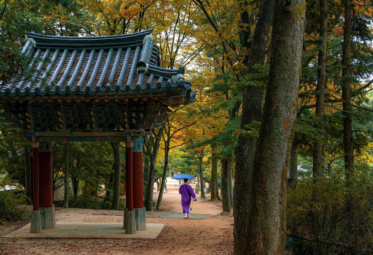 korean folk village, forest, trees, stroll, fall, autumn, garden, park, culture, village, traditional, history, tourism, hanok, minsok village, minsokchon, nams