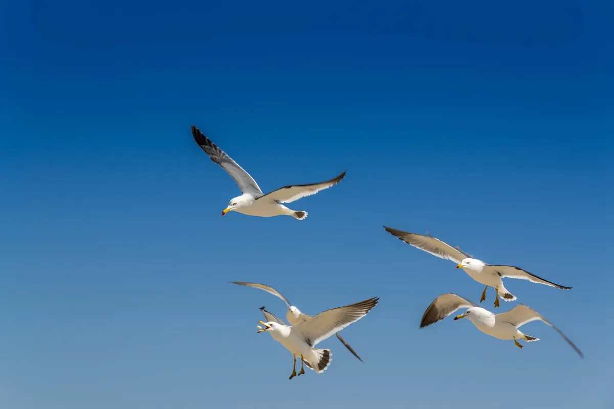 seagull, haeundae beach, nature, ocean, new, beautiful bird, korea, waiting heart