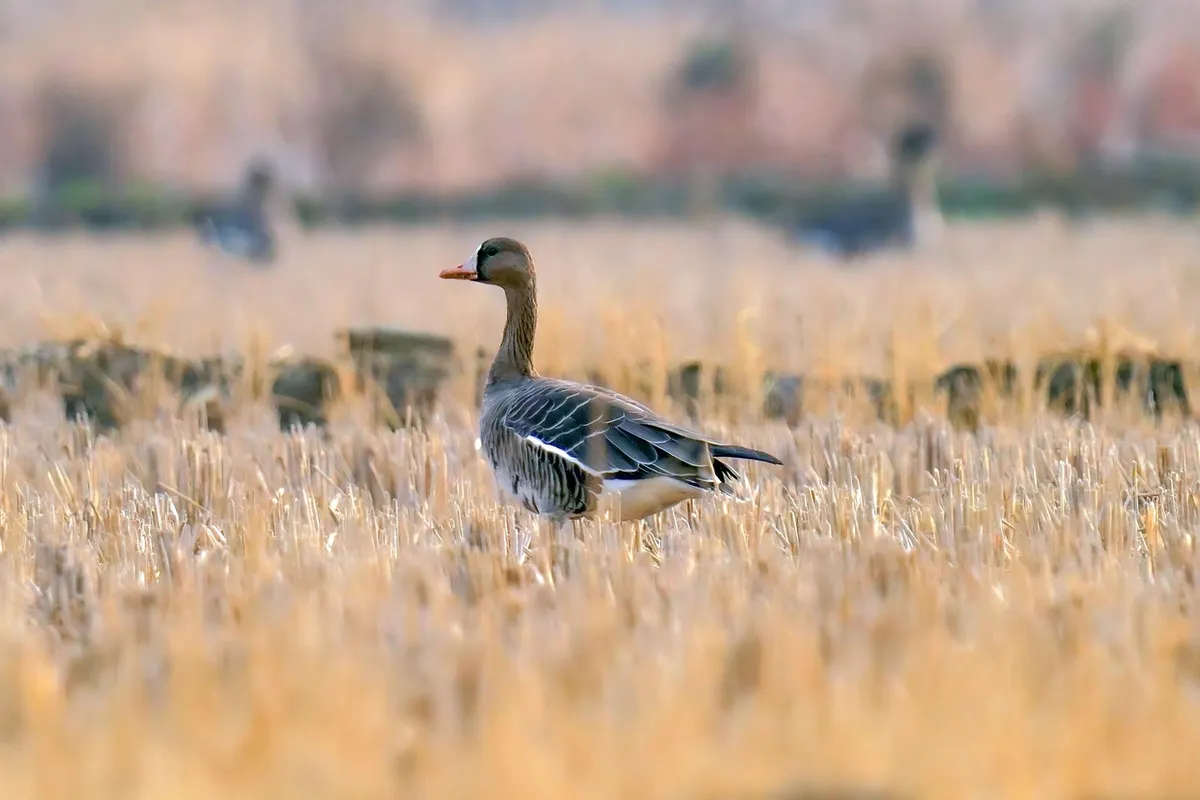 wild goose, swan, new, nature, birds, animal, emergency, wing, republic of korea