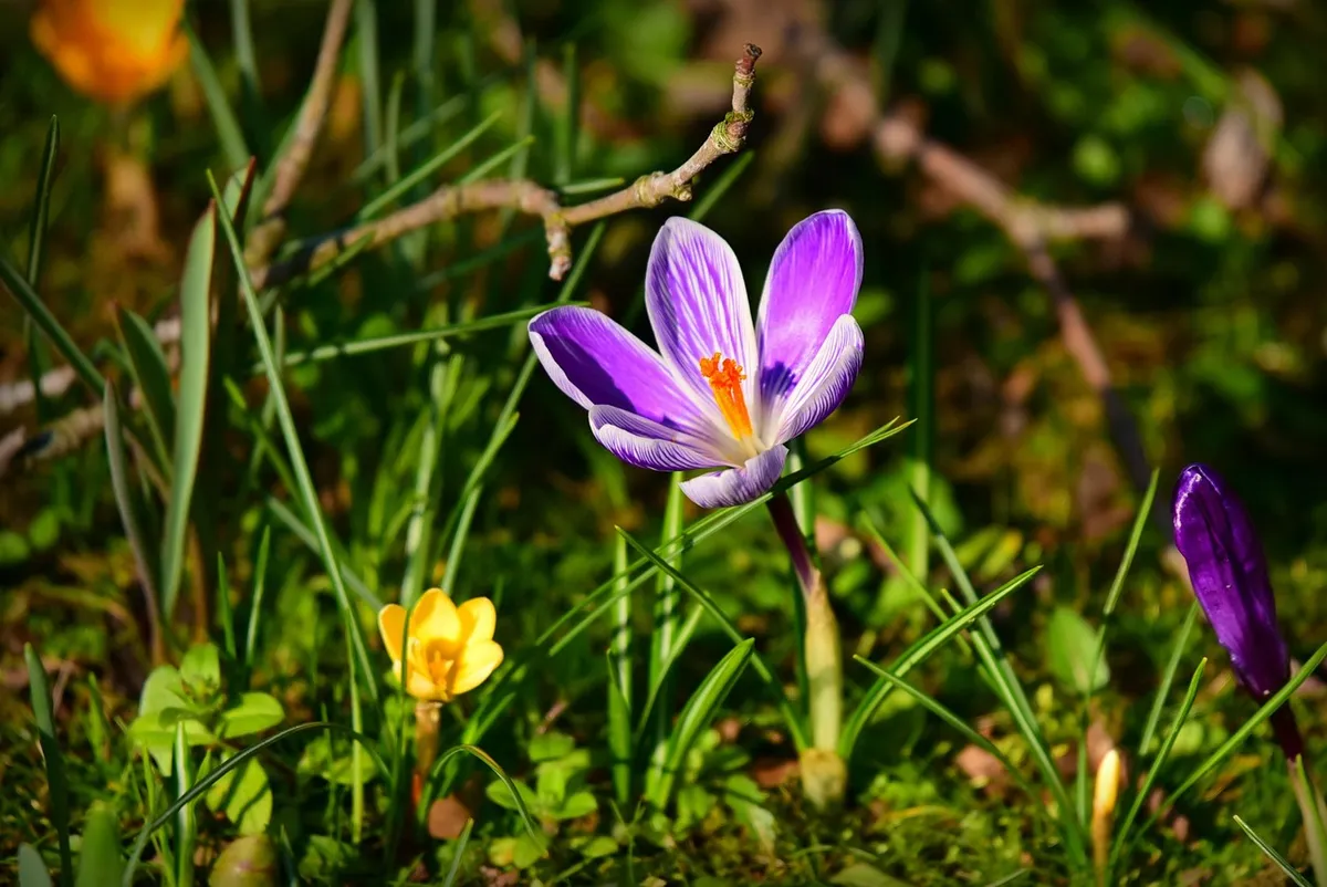crocus, spring flower, petal, nature, pistil, bloom, winter bloomer, herald of spring, garden, grass, purple